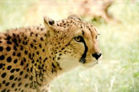 Cheetah in Kenya