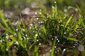 green grass on the ground with dew drops