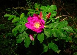 colorful blooming wild rose in dark