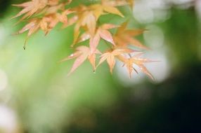 autumn leaves with drops of water