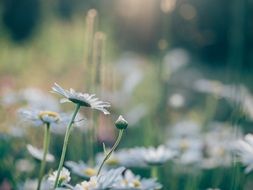 white daisies in the wild