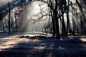 light beam in a forest