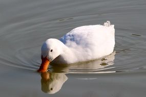 uncommon duck