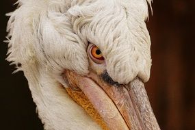 white pelican head