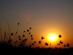 Sunset over a flower field