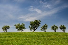 six trees along the meadow