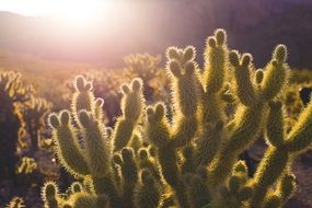 Yellow green cactus sunny