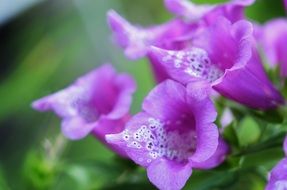 Purple oblong flowers close-up