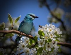uncommon blue bird