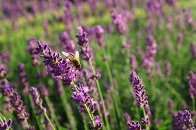 insect on a lavender field close up