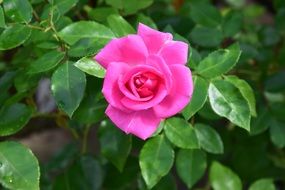 Beautiful Pink rose in green leaves on a blurred background