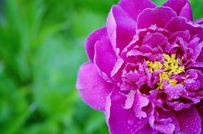 Bright pink lush flower close-up