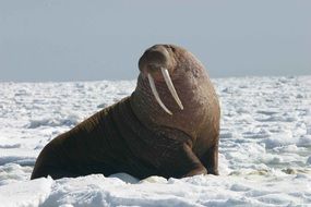 walrus with tusks in the Arctic ice