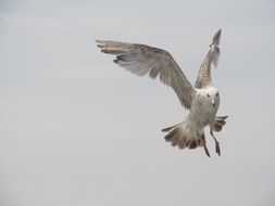 photo of beautiful white Seagull fly in the sky