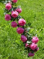 long green branch with blooming pink roses