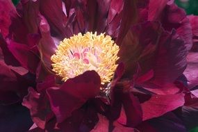 nice peony flower blossom floral bloom