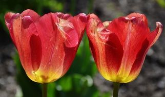 two red tulips in the sun