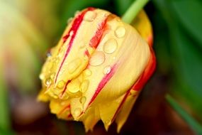 nice tulip flower