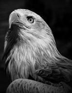 white-tailed eagle head close up