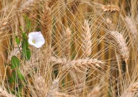 uncommon grain flower
