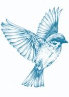 small blue bird drawing