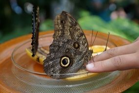 Big grey butterfly on fingers