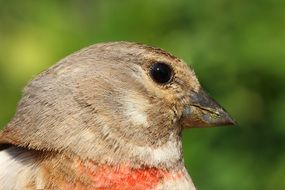 goldfinch, carduelis, head of small bird close up