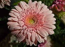 gentle pink gerbera flower