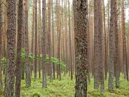 delightful forest