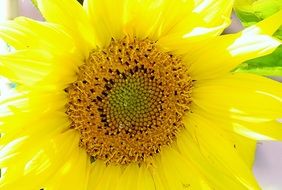 uncommon sun flower