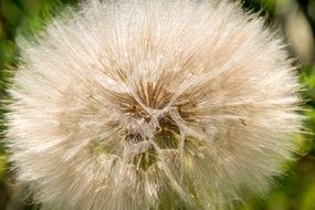 lush white dandelion close up