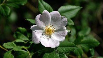 white wild rose flower on a green bush at the summer