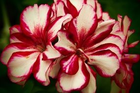 white flowers with a pink rim