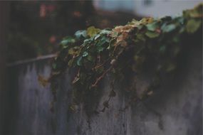 natural ivy leaf on concrete wall