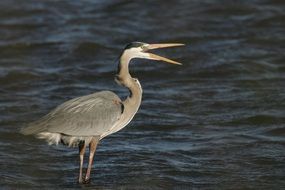 blue heron