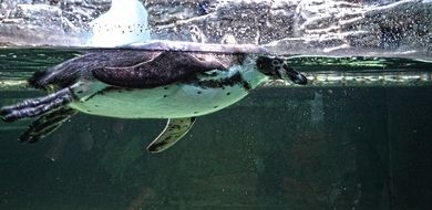 penguin swims in the water