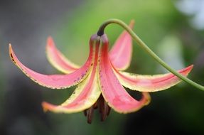 pink flower bud in summer