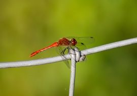 red dragonfly on the trellis