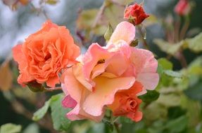 rose orange floral nature lily
