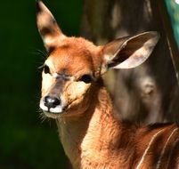 nyala antelope is a representative of the fauna