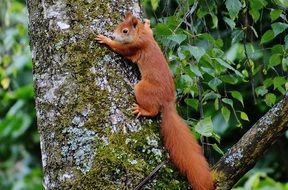 little brown squirrel on a tree