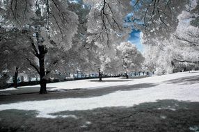 charming snow trees