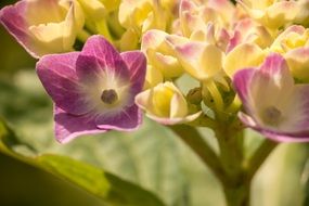 hydrangea flowers in spring