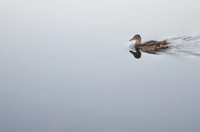 brown duck bird in water floating