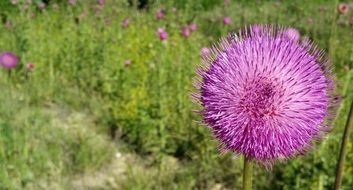 spring purple flower in tne nature