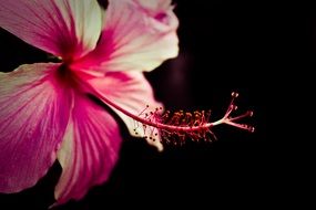 fresh pink flower blossom in dark