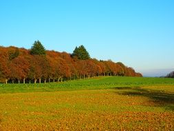 green field with white cabbage