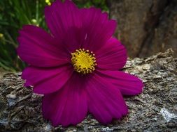 colorful purple flower closeup