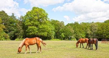 chestnut horses grazing near forest scene