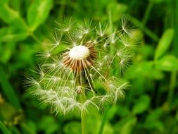 dandelion seeds on a stalk in a meadow